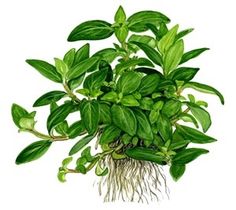 a plant with green leaves and roots on a white background