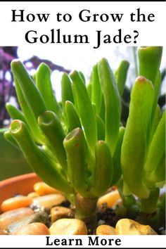 How to grow the Crassula ovata succulent plant ? Shrek Ears Succulent, Types Of Jade Plant, Gollum Jade Plant, Crassula Succulent Types, Crassula Gollum, Shrek Ears, Gollum Jade, Jade Plant Care