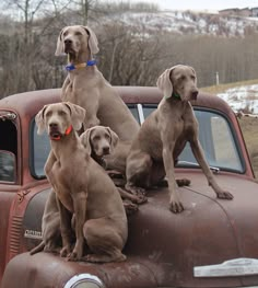 four dogs sitting on the back of an old truck