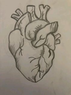 a drawing of a human heart