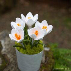 some white flowers are in a pot on the mossy ground and there is no image here to provide a caption for