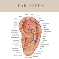 Ear Acupressure Points, Piercing Designs, Medical Qigong, Ear Reflexology, Acupressure Therapy, Piercing Chart, Point Acupuncture, Reflexology Chart