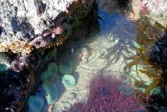 an underwater view of seaweed and rocks