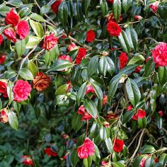 red flowers are blooming on the branches of trees