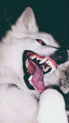 a white dog laying on top of a bed with its mouth open and it's tongue out