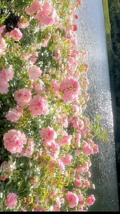 pink flowers are blooming along the side of a water fountain in front of a house