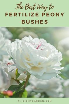 the best way to fertiilize peony bushes is with these tips