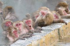 many monkeys are sitting in the water and one is yawning