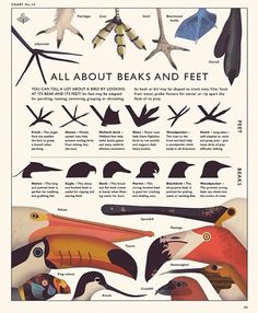 an illustrated poster showing different types of beaks and birds with caption in english