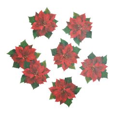 six red poinsettia flowers with green leaves on white backgroung