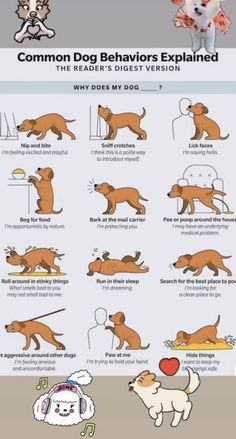 an image of a dog behavior chart