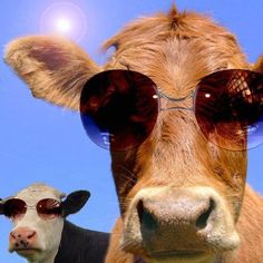 two cows wearing sunglasses and standing next to each other