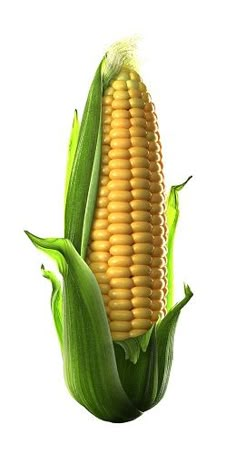 an ear of corn on a white background