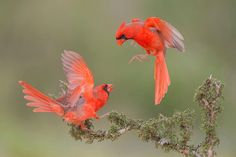 two red birds sitting on top of a tree branch with their wings spread wide open