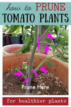 how to prune tomato plants for healthier plants in the garden with text overlay that reads, how to prune tomato plants