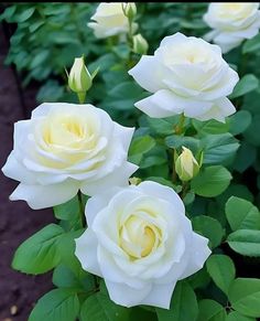 several white roses are blooming in the garden