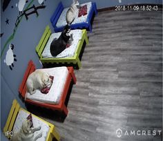 there are four beds with dogs on them and one is black, the other white