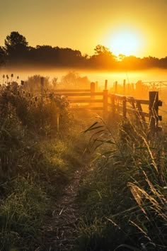 the sun is setting behind a fence and some tall grass in the foreground, with fog covering the ground