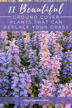 purple flowers with text overlay that reads 11 beautiful ground cover plants that can replace your grass