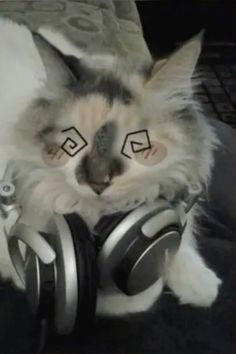 a cat with headphones on its face