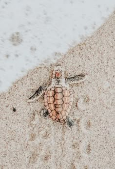 a baby turtle crawling on the sand at the beach