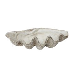 an oyster shell is shown on a white background