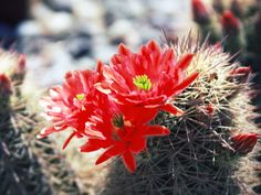 red flowers blooming on the side of a cactus