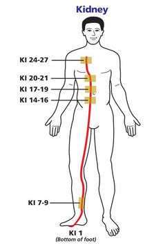 Kidney Meridian Points, Acupressure Points Chart, Kidney Meridian, Body Reflexology, Meridian Acupuncture, Tcm Traditional Chinese Medicine, Acupressure Mat, Cupping Therapy, Medical Anatomy