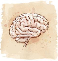 a drawing of a human brain on a beige background