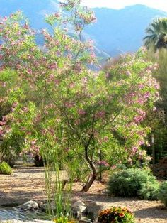 a small tree in the middle of a garden with rocks and flowers on it's ground