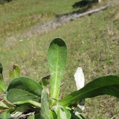 a green plant in the middle of a field