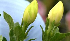 the flowers are blooming in the vase on the table outside, and it looks like they have buds coming out of them