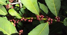 some red berries are growing on the green leaves