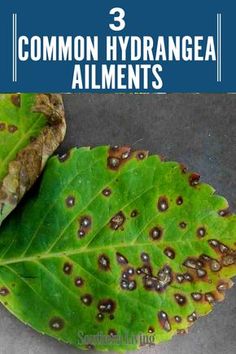 three common hydrangea aliments on a green leaf with the words, 3 common hydra