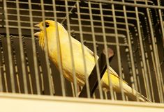 two yellow birds are sitting in their cages