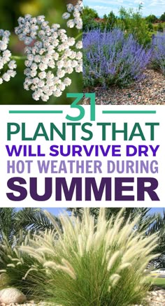 plants that will survive dry hot weather during the summer