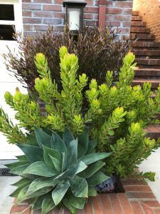 a potted plant sitting on top of a brick walkway