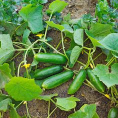 cucumbers growing in the garden with green leaves and dirt on the ground below them