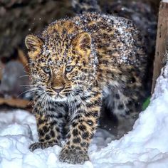 a small leopard cub walking through the snow