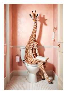 a giraffe sitting on top of a white toilet in a pink walled bathroom