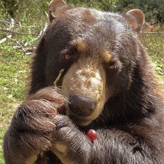 a large brown bear sitting on top of a lush green field