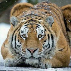 a tiger laying down in the snow with it's eyes open and one paw on its head