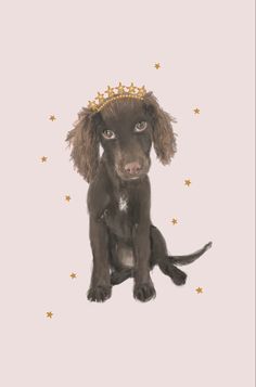 a brown dog wearing a crown sitting on top of a white floor next to stars