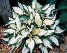 a white and green plant sitting on top of mulch