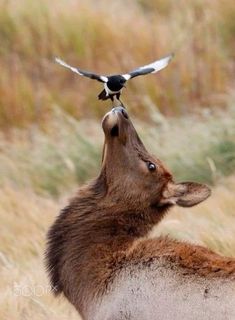 a bird is perched on the back of a deer's head as it pecks at another animal