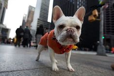 a small white dog standing on top of a street next to tall buildings and people