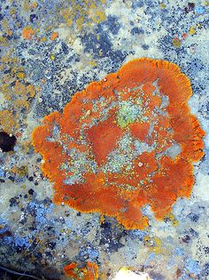 an orange flower is on the ground next to some grass and dirt, with rust growing out of it