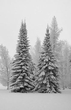 two snow covered evergreen trees in the middle of a snowy field with white snow on them