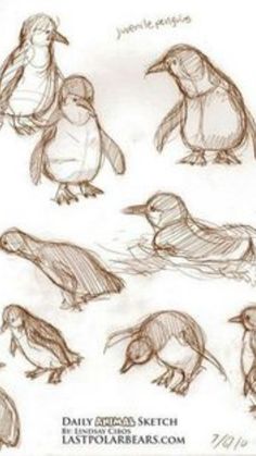 some birds that are drawn in pencil on white paper with the words daily bird sketch