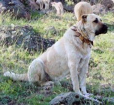 a dog is sitting in the grass with other dogs behind him and looking off into the distance